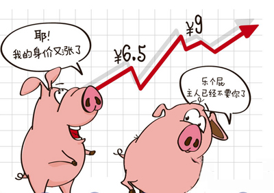 猪价连日上涨,稳步破9,养猪人几家欢喜几家愁